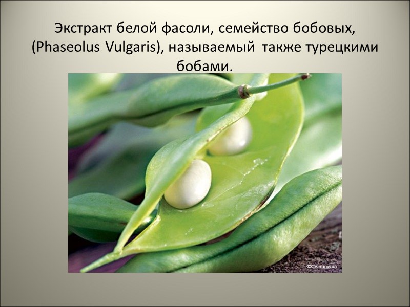 Экстракт белой фасоли, семейство бобовых,  (Phaseolus Vulgaris), называемый  также турецкими бобами.